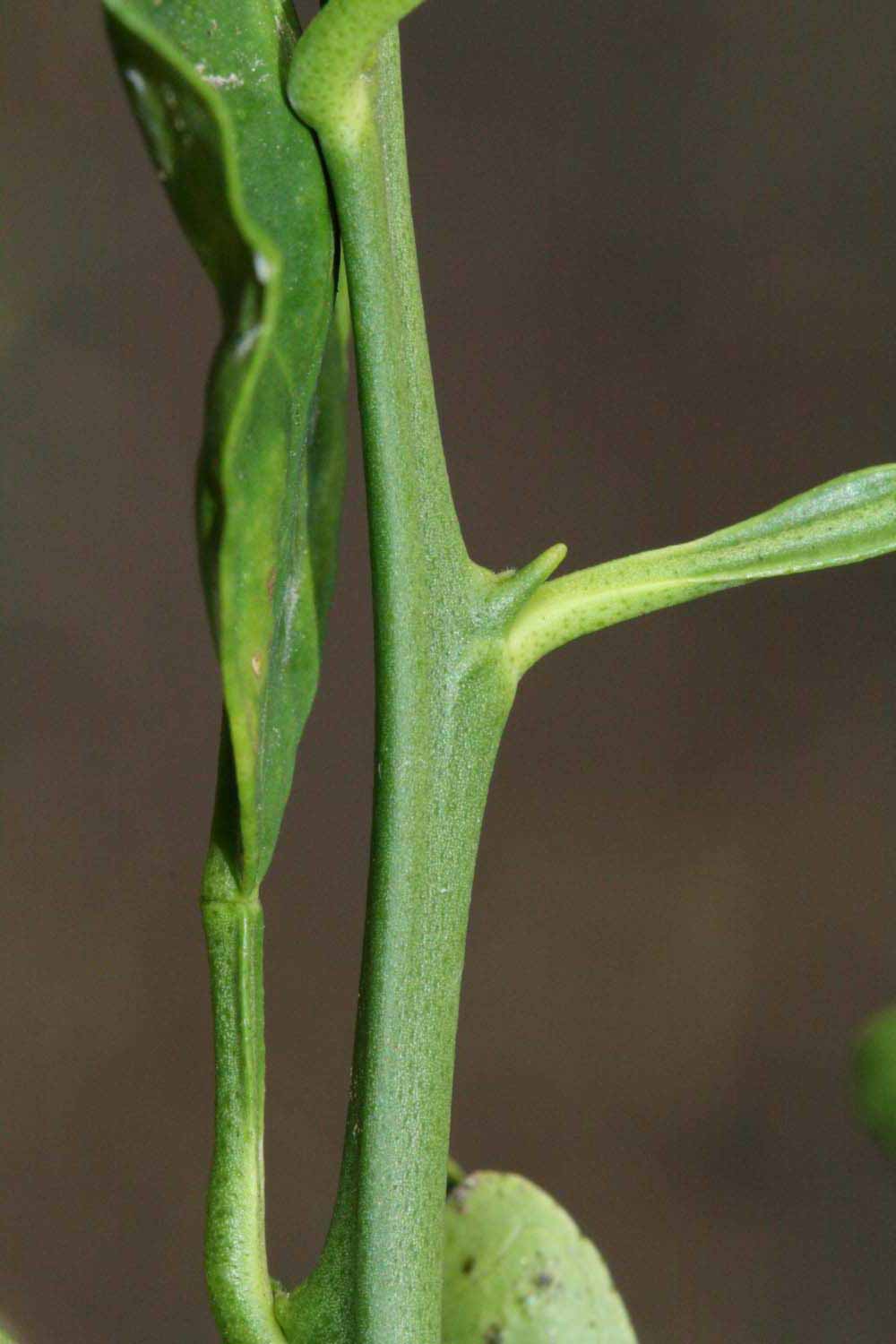            First year twig (Riverside, CA)   